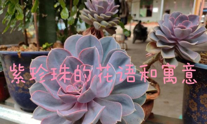 花语测试爱情的含义是什么？哪种花代表爱情的考验？