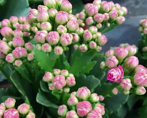 长寿花的花语是什么？长寿花语种有哪些？