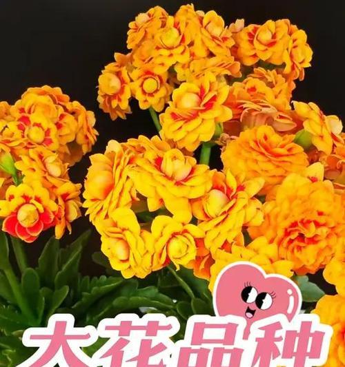 长寿花的花语是什么？长寿花语种有哪些？
