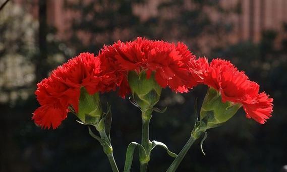 雪亮花语本色是什么？它有哪些特别的寓意？