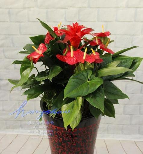 春节送什么花寓意好？春节花卉的象征意义是什么？