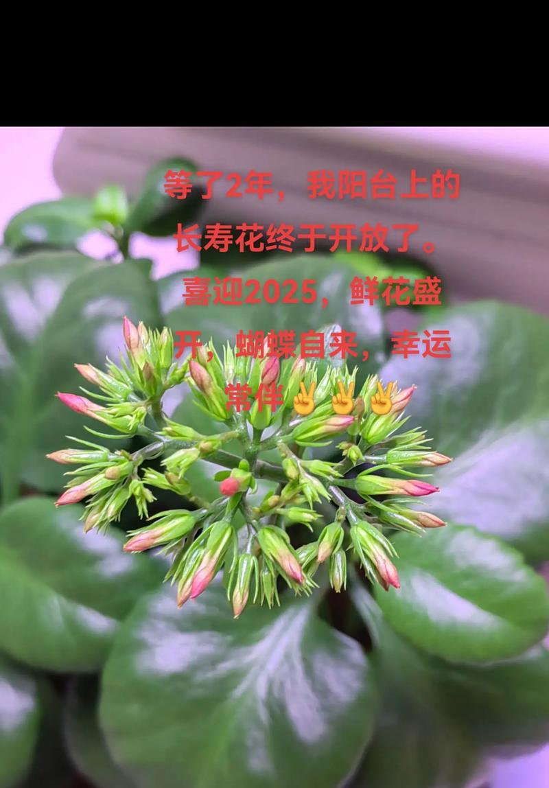 白色长寿花代表什么？它的寓意和花语是什么？