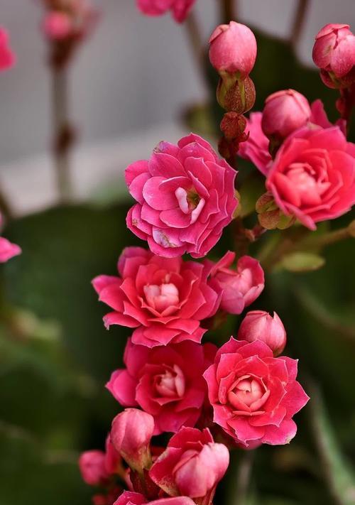 白色长寿花代表什么？它的寓意和花语是什么？