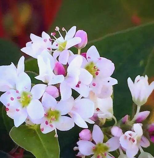 寓意喜乐的花朵有哪些？