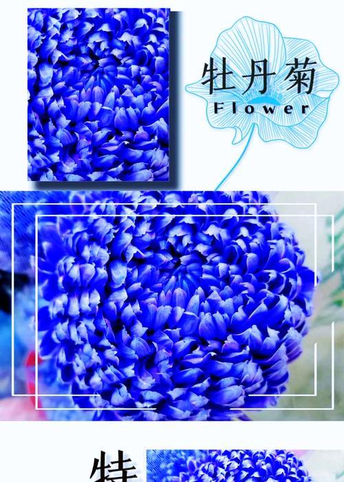 吉祥富贵花代表了哪些美好寓意？