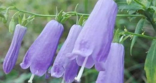 蓝色香的花语是什么？蓝色香花有哪些寓意？