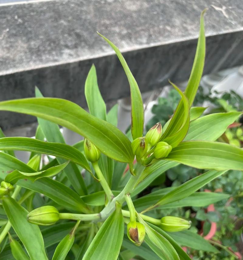 绿色百合扭扭花象征着什么？绿色百合扭扭花的寓意是什么？
