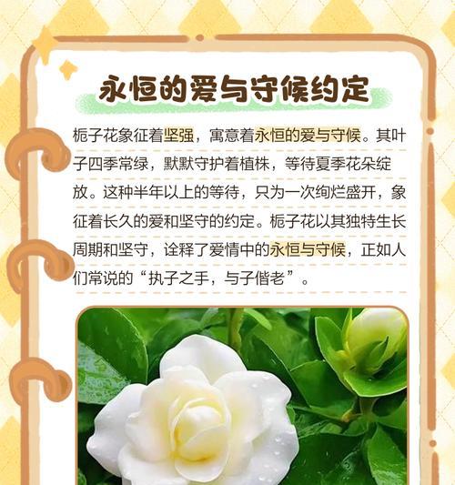 白色栀子花代表什么？花语含义有哪些？
