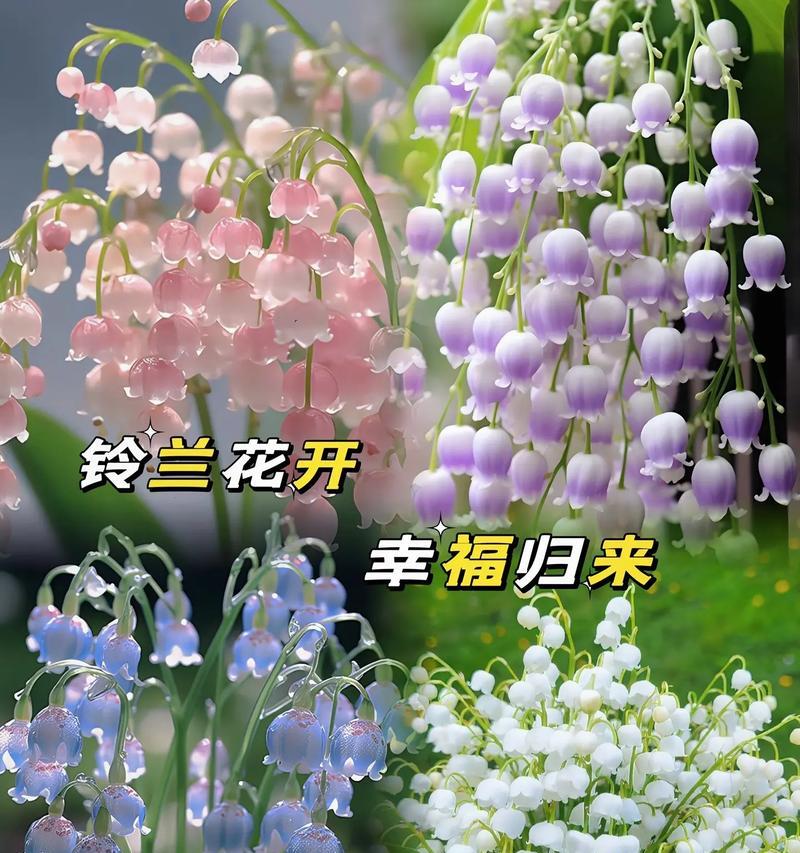 不同季节的花卉代表了哪些含义？
