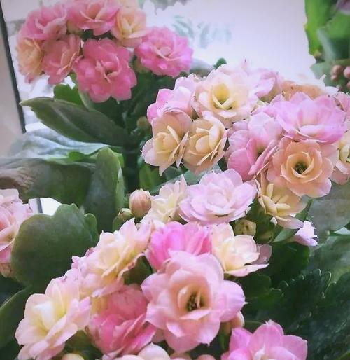 什么花象征健康平安？如何选择寓意健康的花卉？