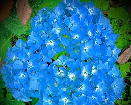 变色粉团花的寓意是什么？它的花语有哪些？