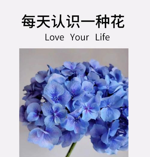 变色粉团花的寓意是什么？它的花语有哪些？