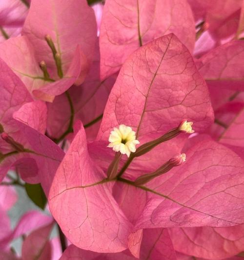 变色粉团花的寓意是什么？它的花语有哪些？