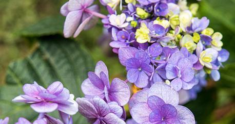 浅紫色绣球花的花语是什么？浅紫色绣球花寓意着什么？