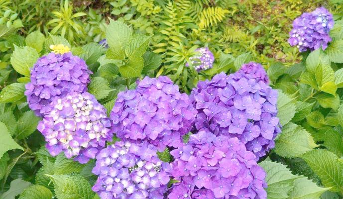 浅紫色绣球花的花语是什么？浅紫色绣球花寓意着什么？