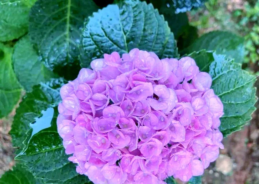 浅紫色绣球花的花语是什么？浅紫色绣球花寓意着什么？