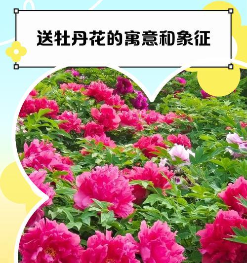 九色花具体代表什么？九色花的寓意和象征是什么？