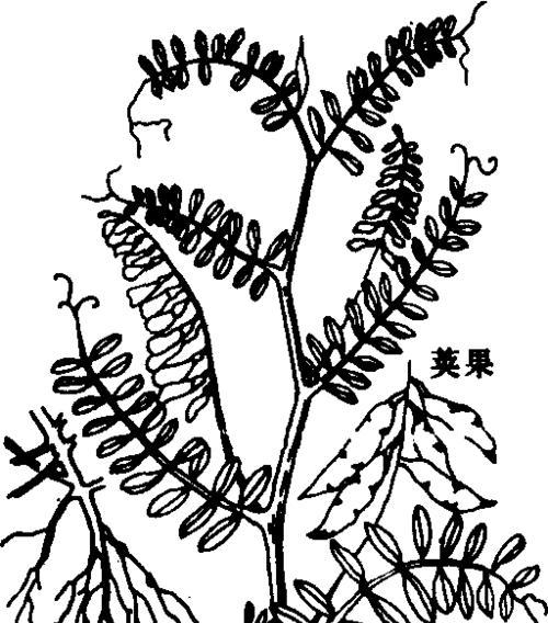 苕子花背后的历史背景和意义是什么？