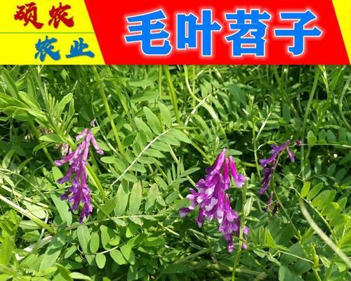 苕子花背后的历史背景和意义是什么？