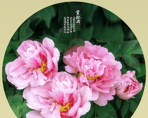 哪种花象征富贵成单？富贵成单的花语是什么？
