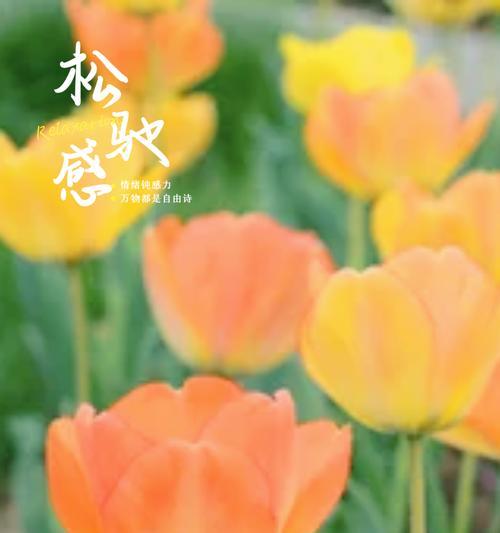 四朵花的祝福寓意是什么？