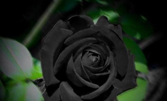 黑色花的寓意是什么？黑色花在花语中代表什么？