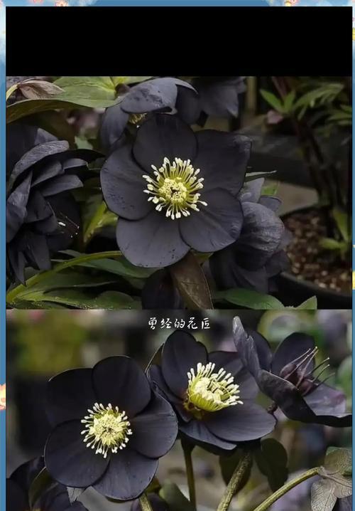 黑色花的寓意是什么？黑色花在花语中代表什么？