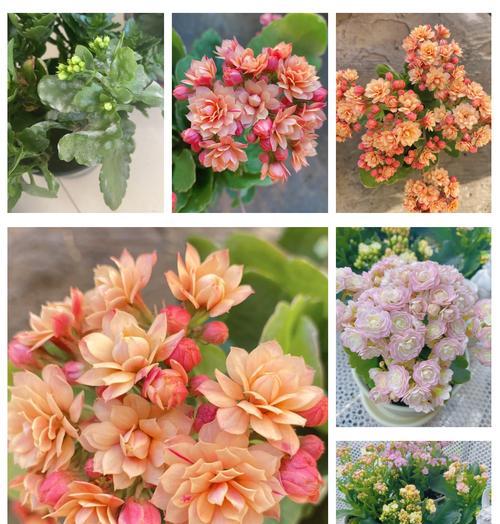 白长寿花象征着什么？