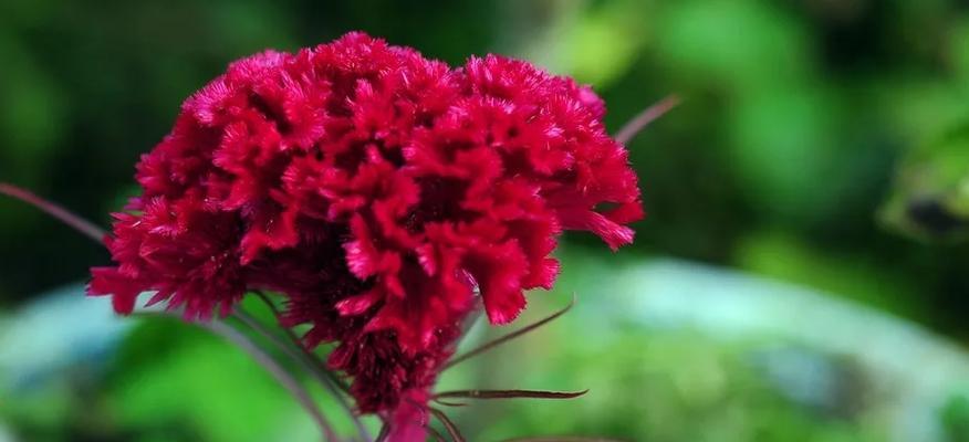 绿色鸡冠花的花语是什么？绿色鸡冠花寓意着什么？
