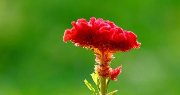 绿色鸡冠花的花语是什么？绿色鸡冠花寓意着什么？