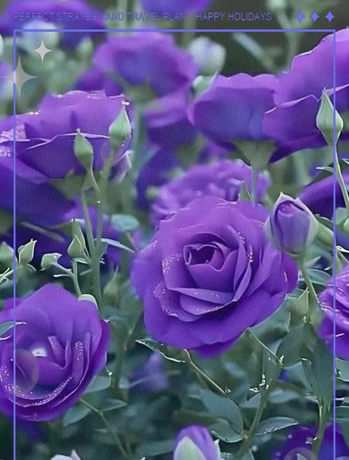 紫色芦苇花代表什么？