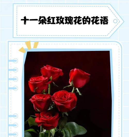 红玫瑰也象征健康吗？它们的其他寓意是什么？