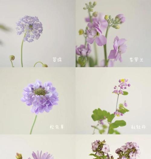 花的颜色有哪些含义特点？不同颜色的花代表什么？