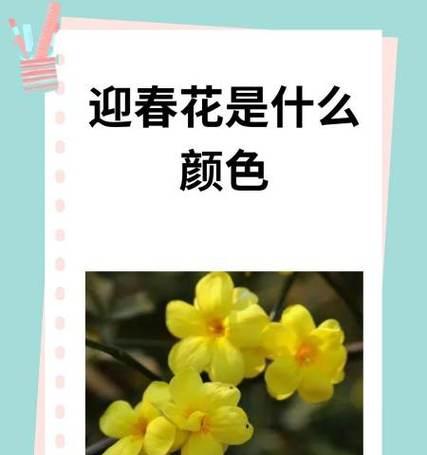 花的颜色有哪些含义特点？不同颜色的花代表什么？