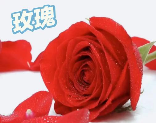 健康快乐的玫瑰花有哪些？玫瑰花的寓意是什么？