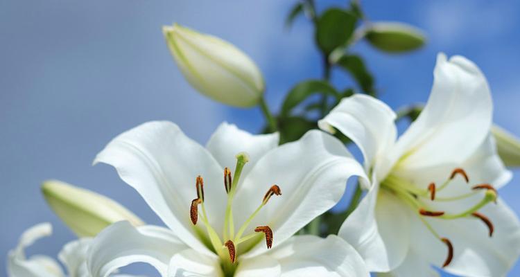 复活节百合花的由来和意义是什么？它们在宗教中扮演什么角色？