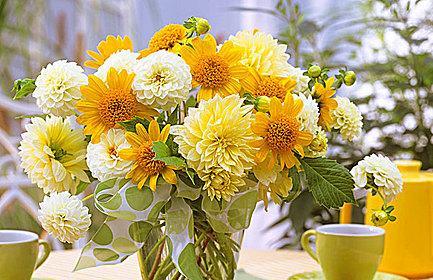 向阳花象征着什么吉祥意义？