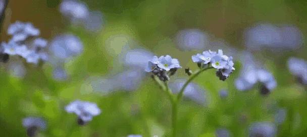 哪种花的花语最浪漫？如何选择表达浪漫的花卉？