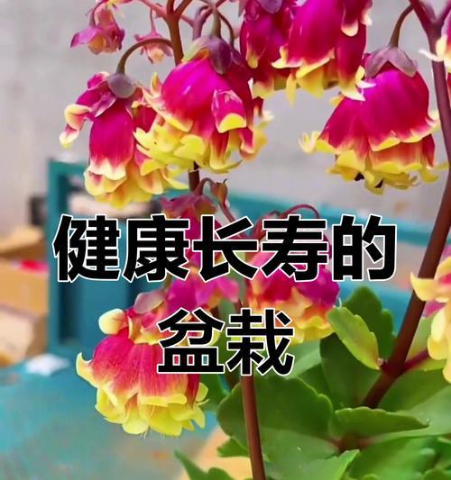 长寿花有哪些寓意形容词？
