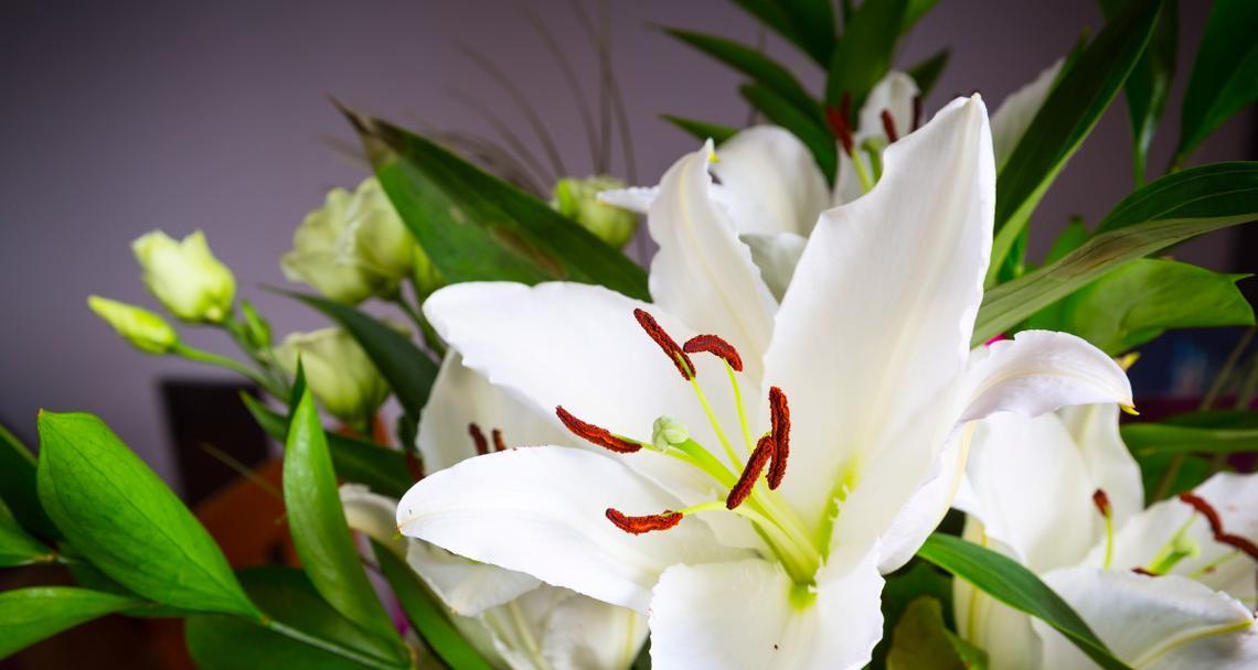 白色的花有哪些寓意？白色花卉的美丽寓意是什么？