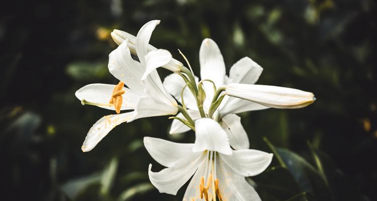 复活节百合花的寓意是什么？