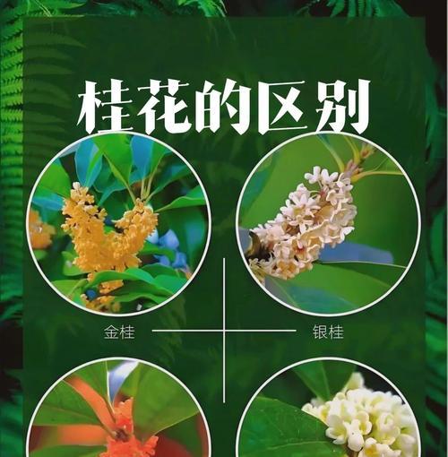 白色四季贵花的寓意是什么？