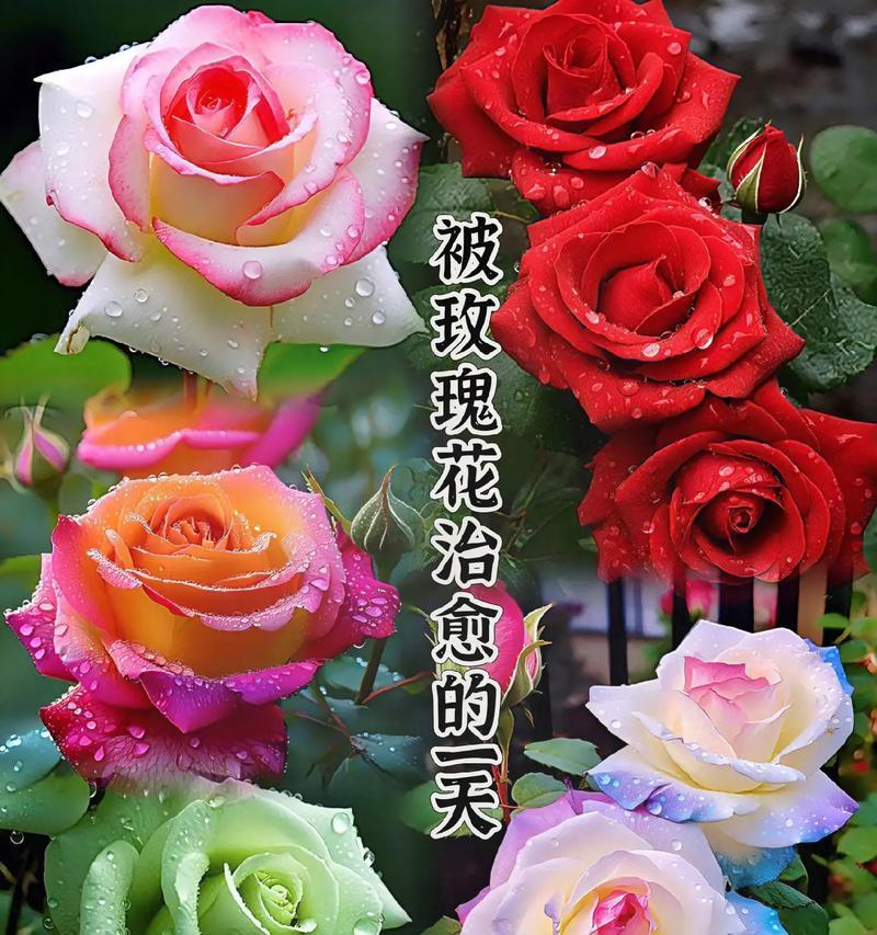玫瑰花颜色不同代表什么？每种颜色玫瑰花的含义是什么？