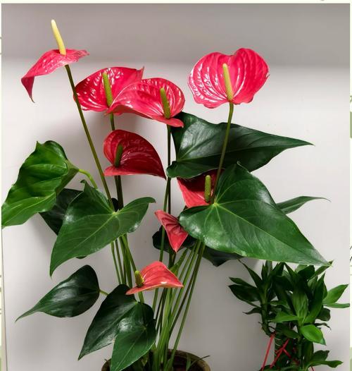 客厅适合养什么寓意平安的花？平安的花有哪些？