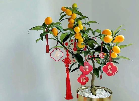 客厅适合养什么寓意平安的花？平安的花有哪些？