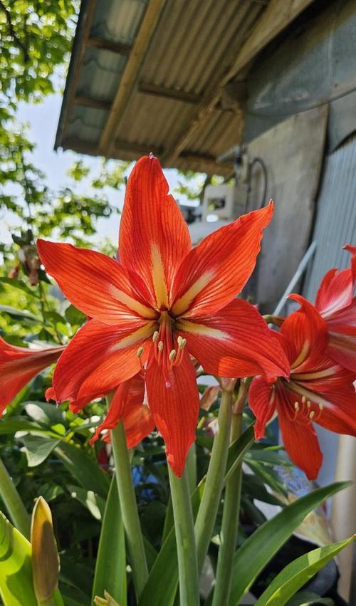 客厅适合养什么寓意平安的花？平安的花有哪些？