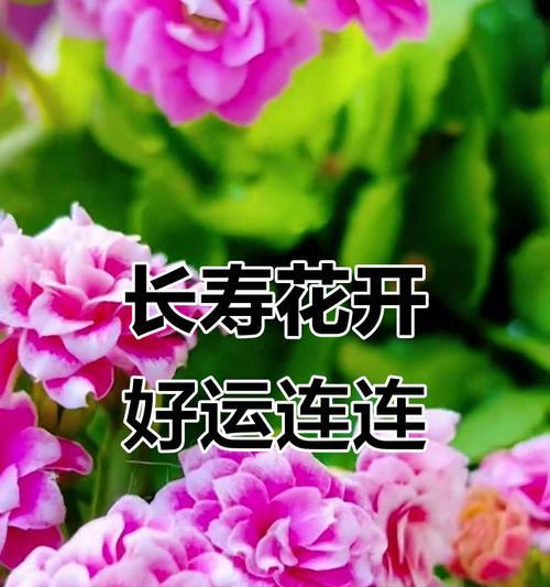 哪些花具有长寿的象征意义？长寿花的寓意是什么？