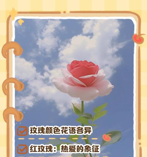 玫瑰花颜色的寓意是什么？不同颜色代表什么含义？