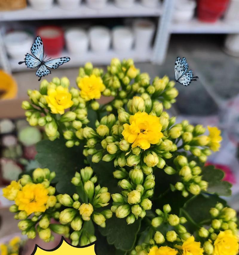长寿花的玄学寓意有哪些？花语中蕴含了哪些秘密？