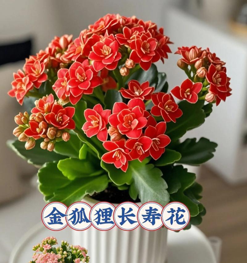 长寿花送人有什么意义？它是否代表好运？